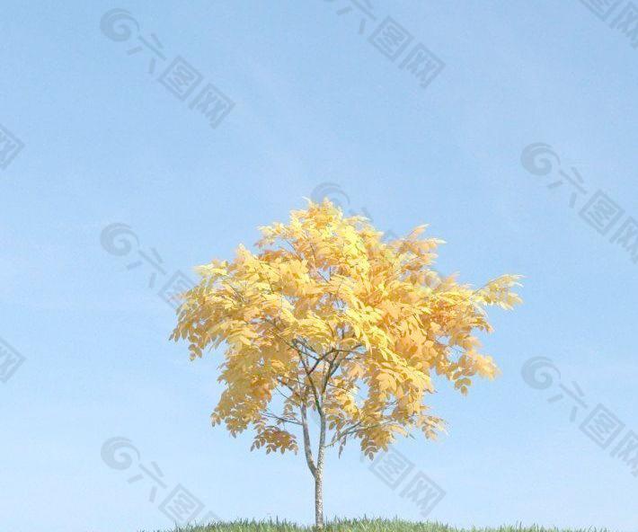 秋天金黄色的小树 plant 065