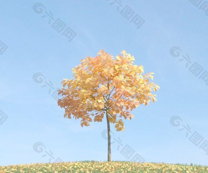 秋天变黄的树叶 金黄色的小树 plant 062