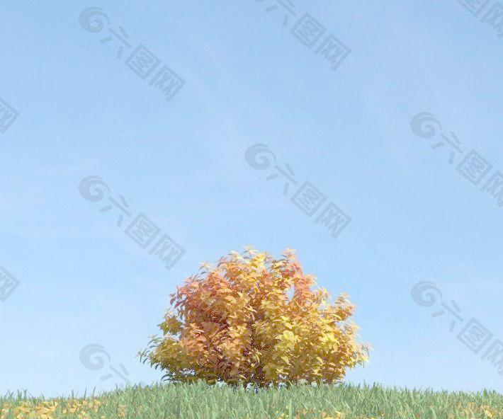 秋季金黄色的树丛 plant 058