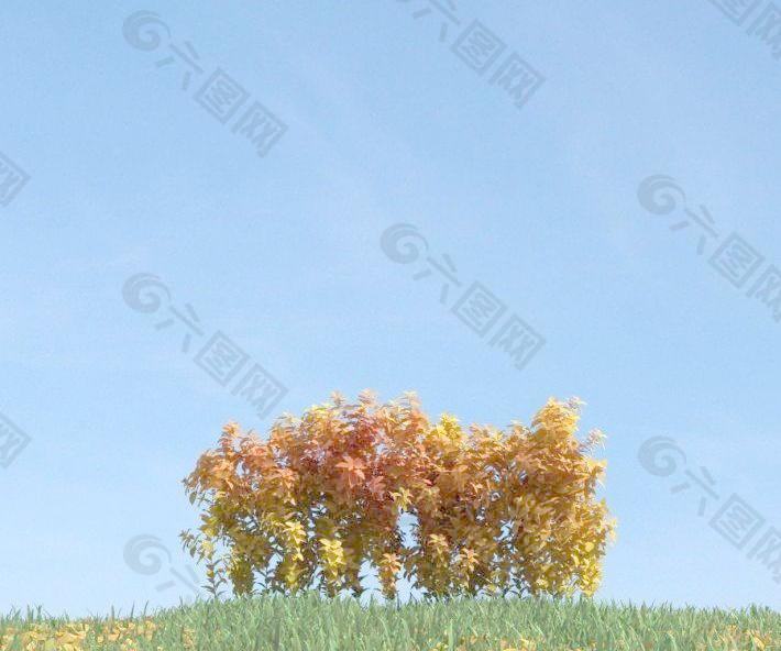 秋天植物 金黄色的树丛 plant 055