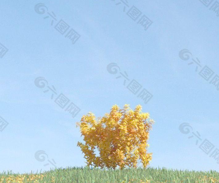 秋季金黄色的树叶 plant 054