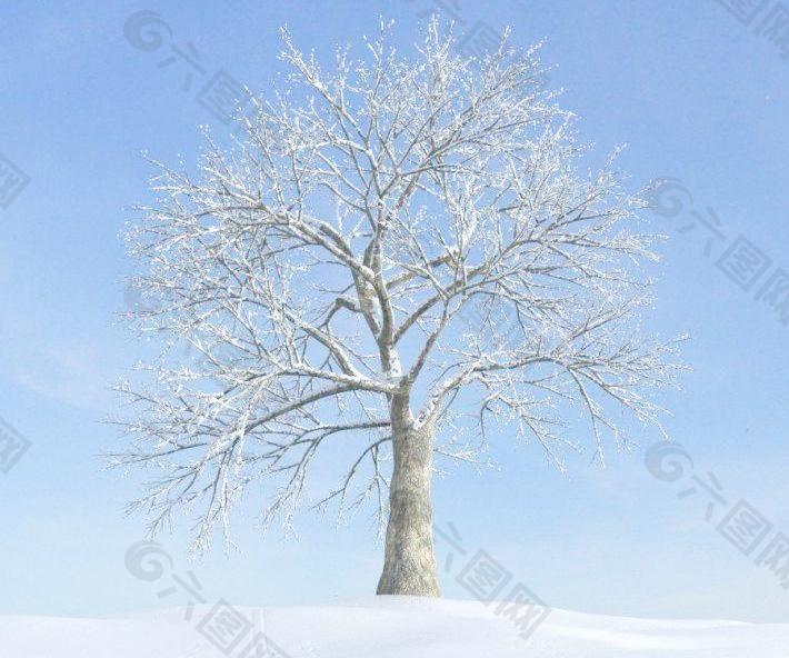 plant 049 冬天大雪过后 积雪的大树