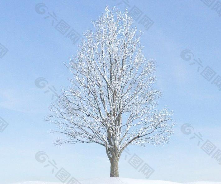 ginkgo tree 046 冬季落叶植物 银杏树