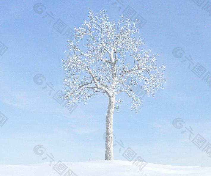 plant 042 冬季雪景 积雪的落叶树木
