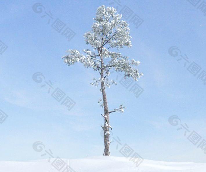 pine tree 038 可以积雪的小松树