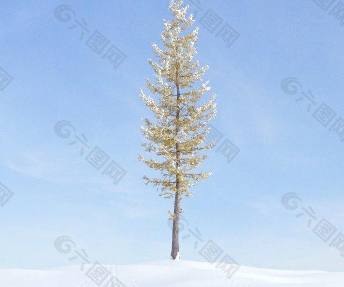 larch tree 037 一颗积雪的落叶松树