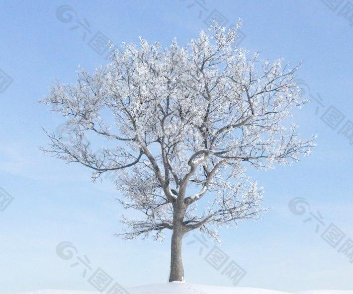 冬天的树读书卡模板图片