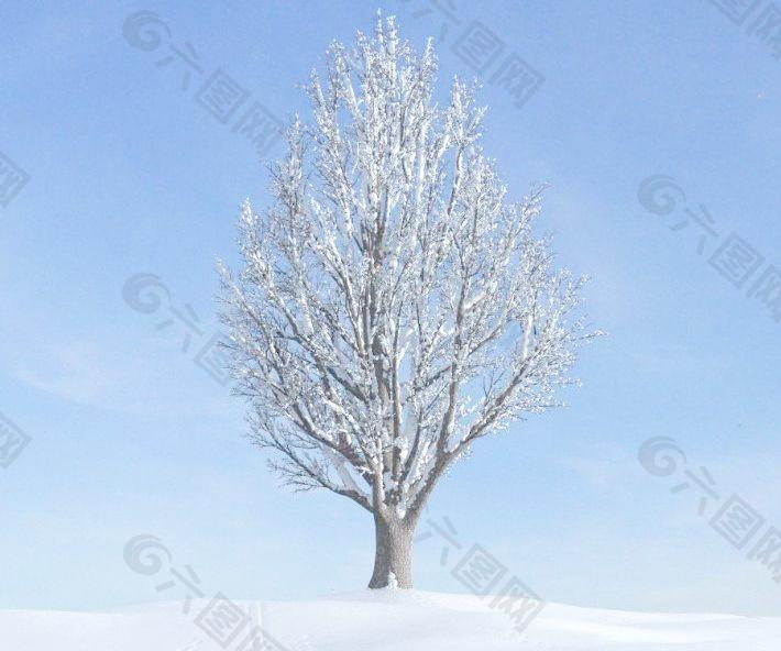 ginkgo tree 028 一颗积雪的银杏树