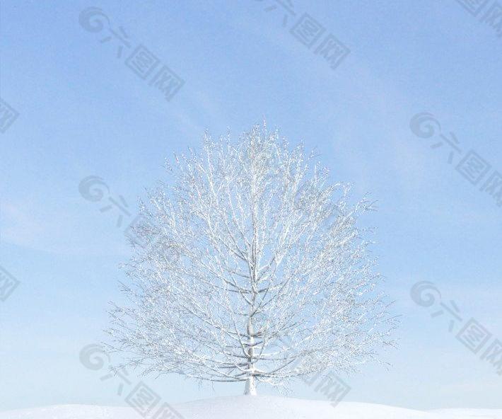 plant 027 冬季落叶树木 积雪的大树