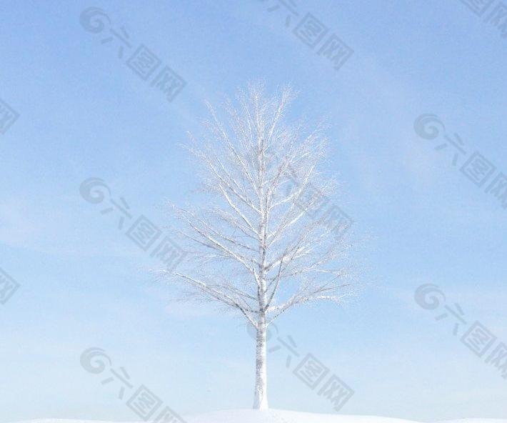 plant 026 冬季落叶树木 积雪的树