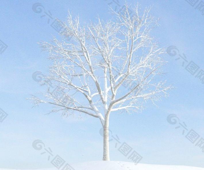 plant 023 冬季雪景 一颗冬季落叶树木 积雪的树
