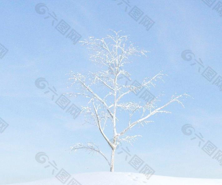 plant 015 冬季雪景 冬季落叶植物积雪的树干
