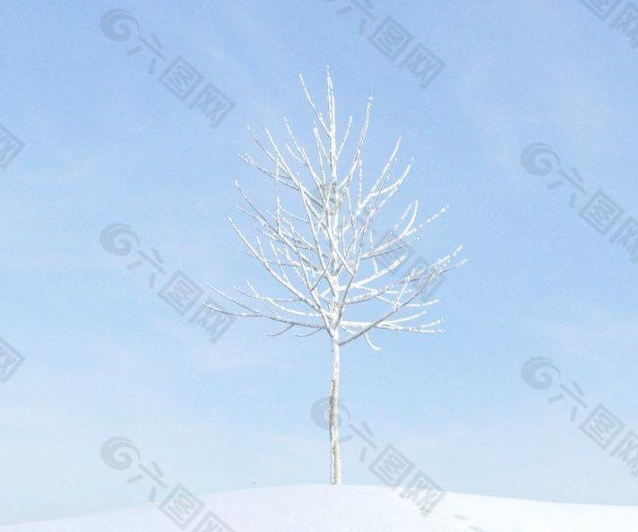 plant 010 冬季雪景 一颗积雪的无叶树