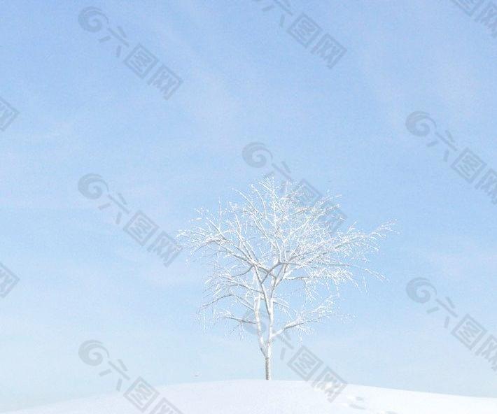 plant 007 冬季雪景 积雪的一颗无叶树