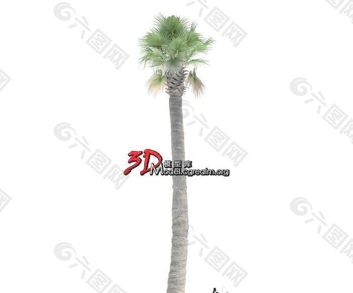 Washingtonia filifera 沙漠风扇 美国棉花棕榈09