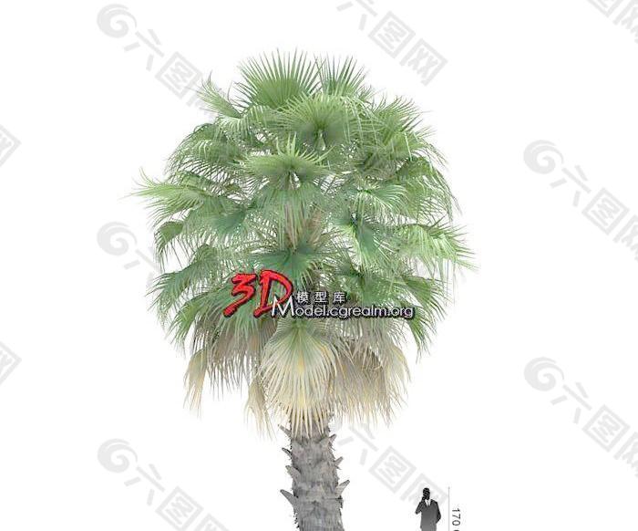 Washingtonia filifera 沙漠风扇 美国棉花棕榈08