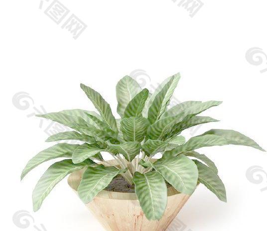 高精细盆栽植物051