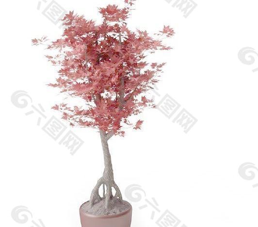高精细盆栽小型枫叶树模型026