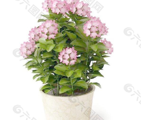 高精细盆栽粉红色小花植物模型08