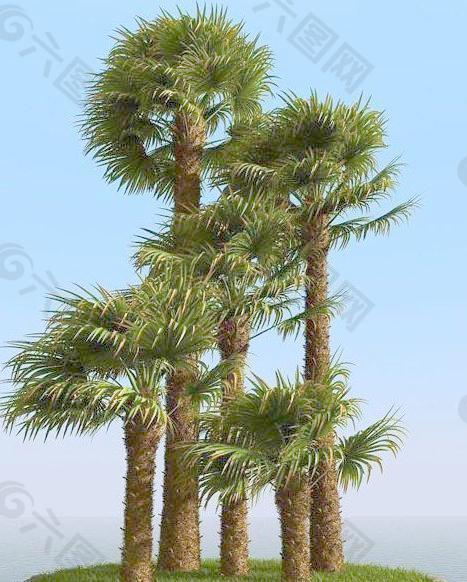 被风吹后的棕榈树 windmill palm 01-wind