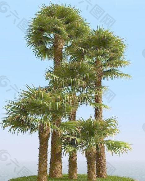 高精细棕榈树 windmill palm 01