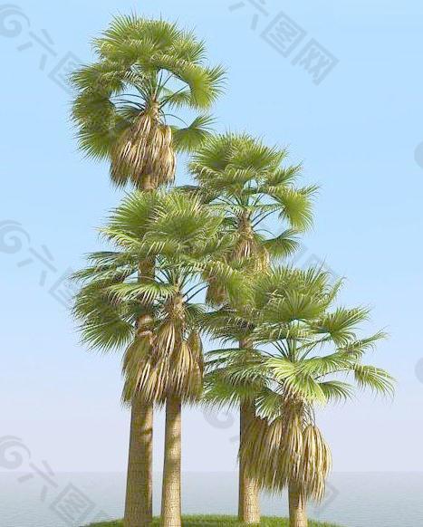 被风吹后的华盛椰子树 washingtonia palm 01-wind