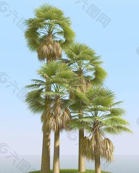 高精细华盛椰子树 washingtonia palm 01