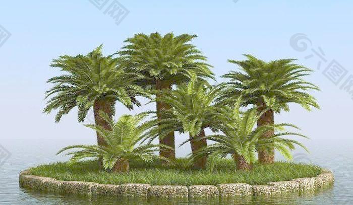 高精细西谷椰子树 sago palm 01