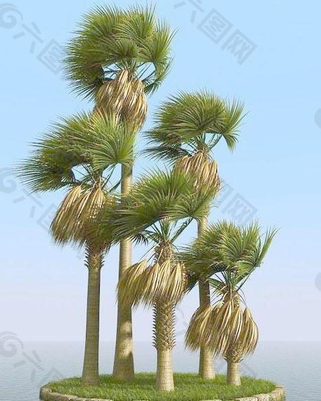 被风吹后的扇叶棕榈树 sabal palm 01-wind