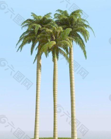 高精细皇家棕榈树 大王椰子树 royal palm 03