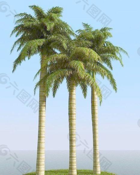高精细皇家棕榈树 大王椰子树 royal palm 02