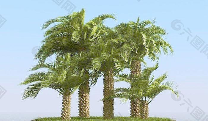 被风吹后的椰子树 棕榈树 pindo palm 01-wind