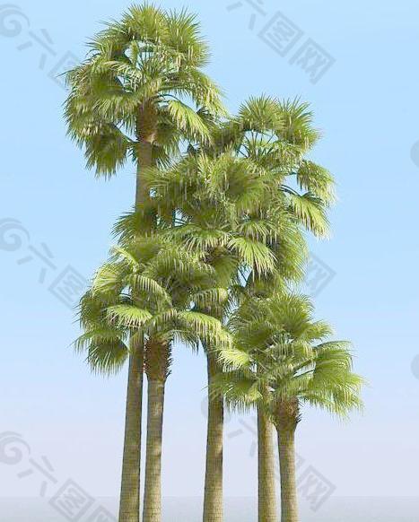 高精细椰子树 棕榈树 palmyra palm 01