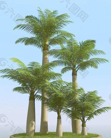 高精细椰子树 棕榈树 majesty palm 01