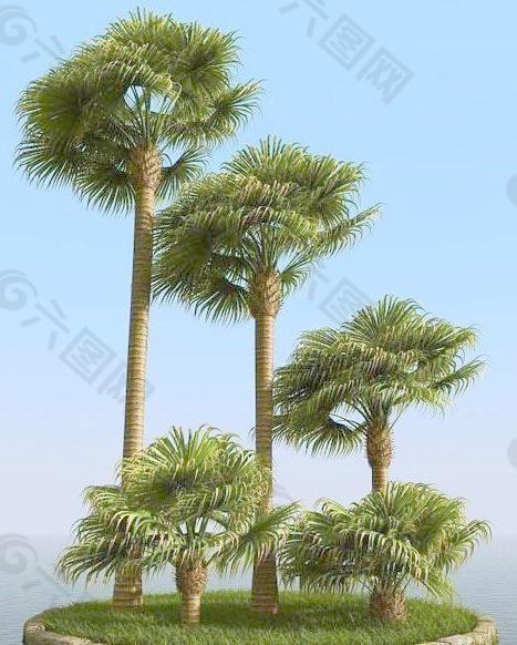 被风吹后的蒲葵 livistona palm 01-wind