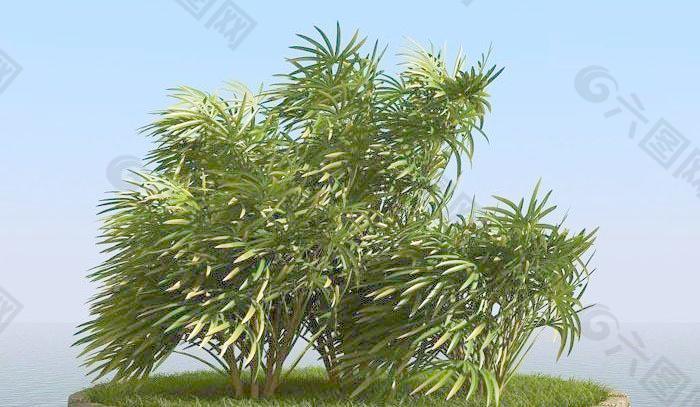 被风吹后的棕竹 lady palm 01-wind