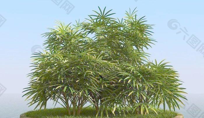 高精细棕竹 lady palm 01