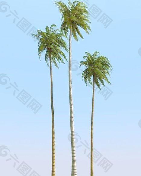 被风吹后的椰子树 coconut palm 09-wind