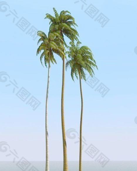 被风吹后的椰子树 coconut palm 08-wind