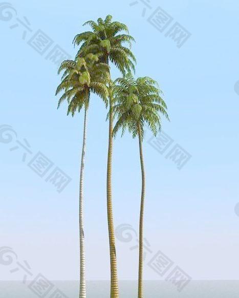 高精细椰子树 coconut palm 08