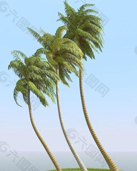 被风吹后的椰子树 coconut palm 06-wind