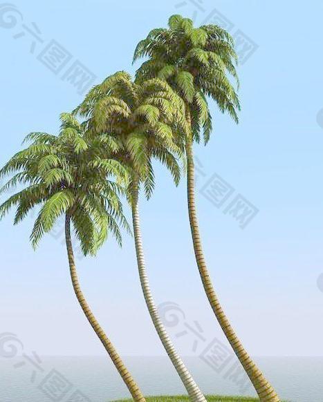 高精细椰子树 coconut palm 06