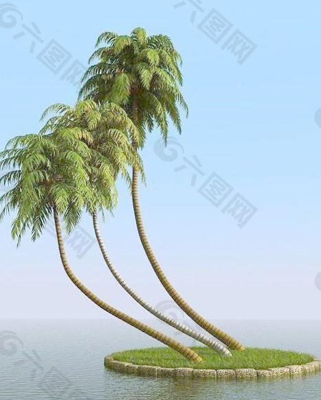 高精细椰子树 coconut palm 05