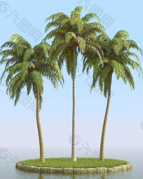 高精细椰子树 coconut palm 03