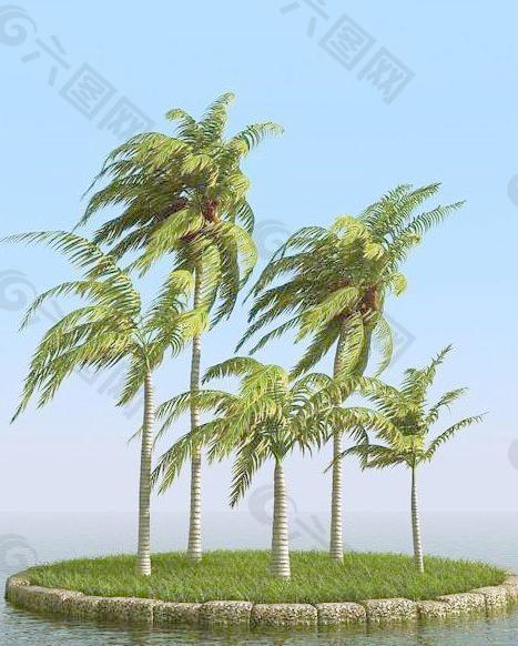 被风吹后的椰子树 coconut palm 02-wind