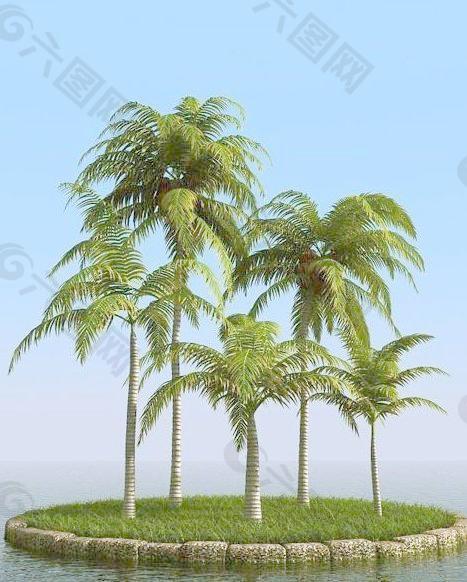 高精细椰子树 coconut palm 02