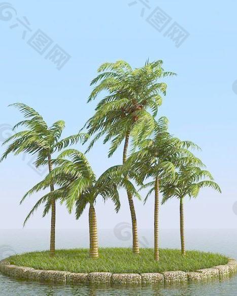 被风吹后的椰子树 coconut palm 01-wind