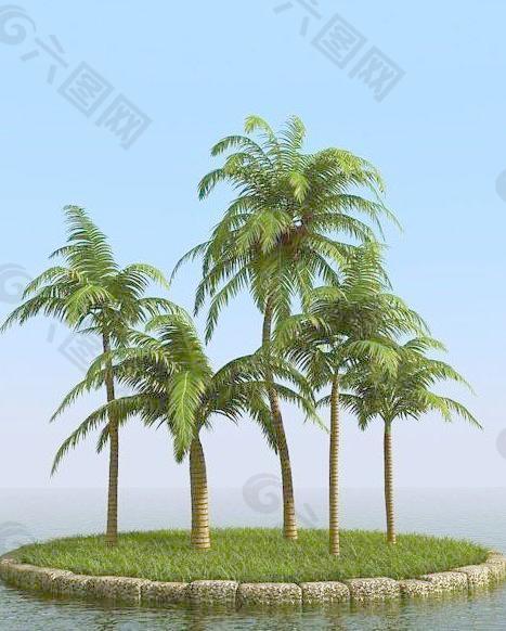 高精细椰子树 coconut palm 01