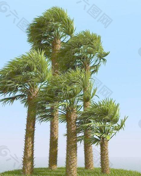 被风吹后的欧洲矮棕树 chamaerops palm 01-wind
