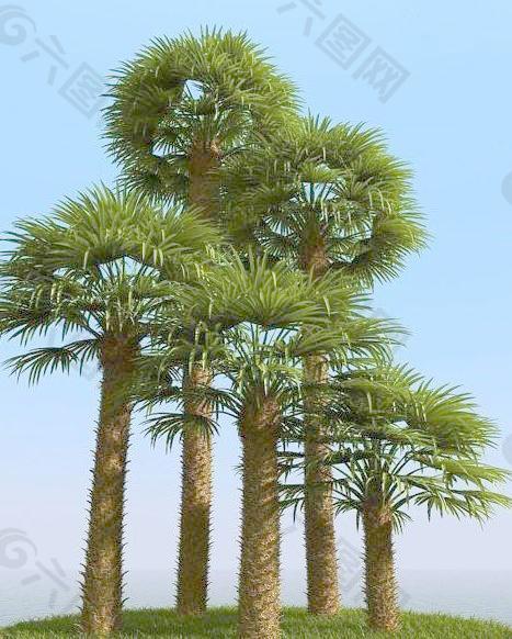 高精细欧洲矮棕树 chamaerops palm 01